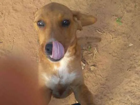 Cachorro ra a Vira lata idade Abaixo de 2 meses nome 1, 2 e 3 (sem nome)
