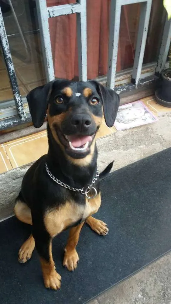 Cachorro ra a Não Definida idade 2 anos nome Nala