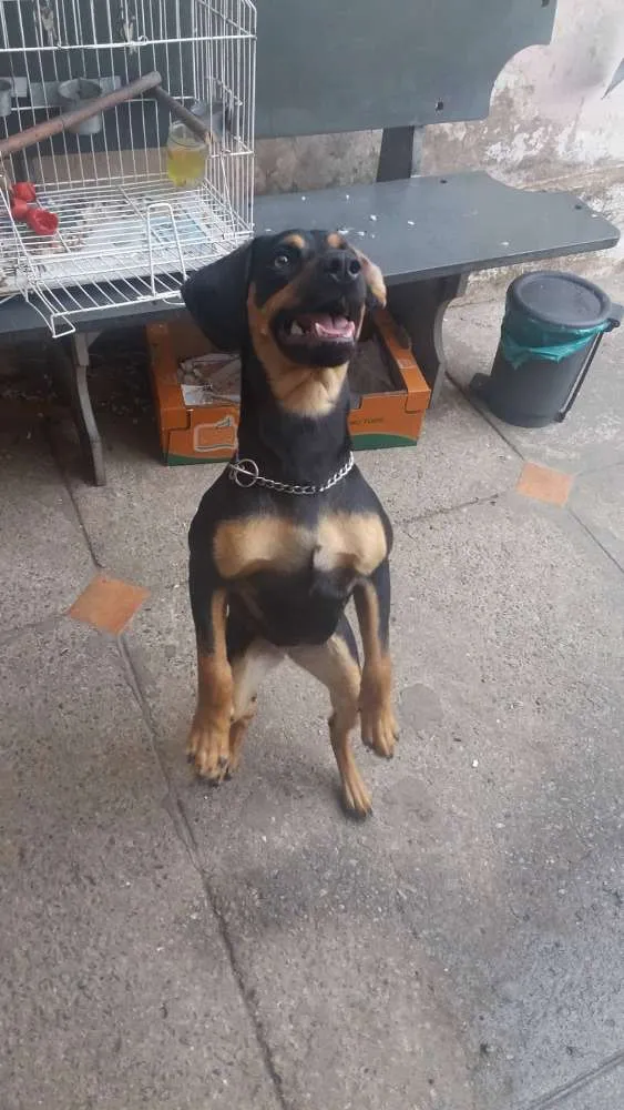 Cachorro ra a Não Definida idade 2 anos nome Nala