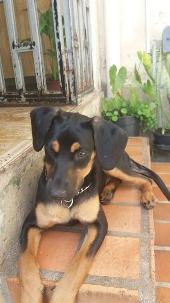 Cachorro ra a Não Definida idade 2 anos nome Nala