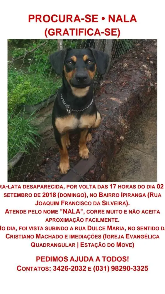 Cachorro ra a Não Definida idade 2 anos nome Nala