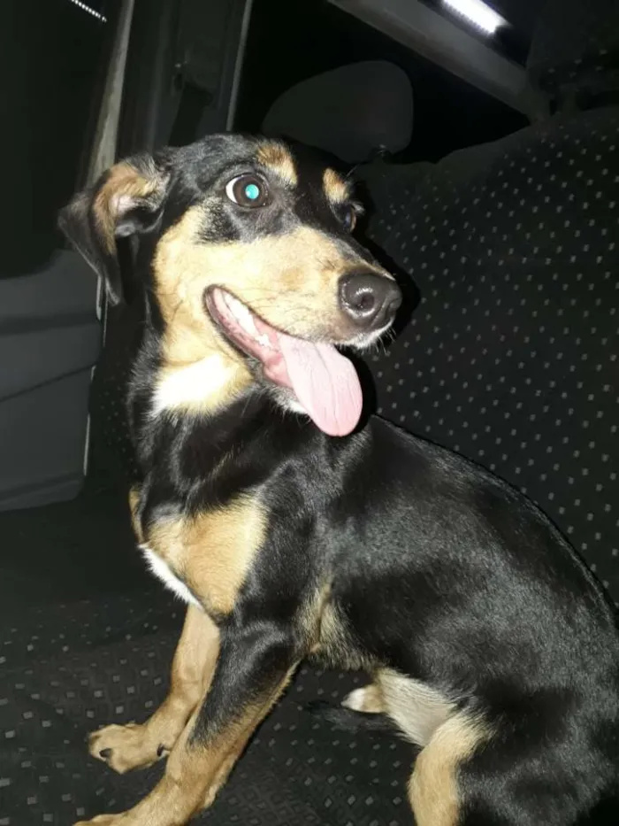 Cachorro ra a Mestiça basset idade 2 a 6 meses nome Lola