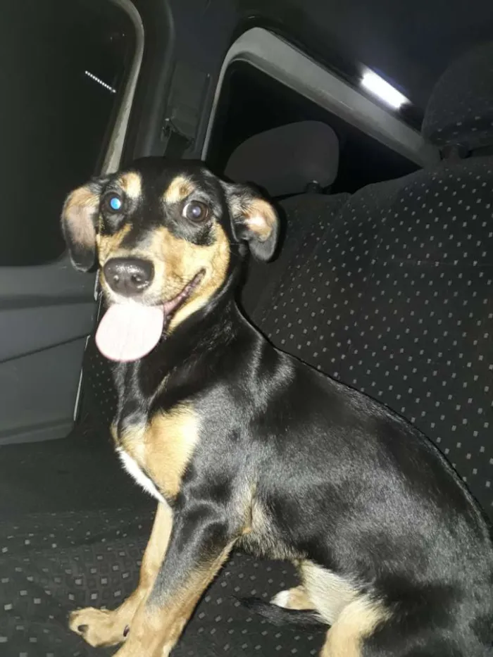 Cachorro ra a Mestiça basset idade 2 a 6 meses nome Lola