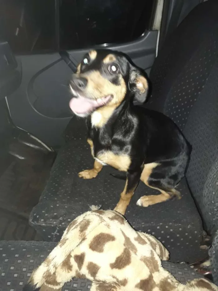 Cachorro ra a Mestiça basset idade 2 a 6 meses nome Lola