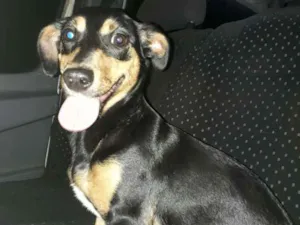 Cachorro raça Mestiça basset idade 2 a 6 meses nome Lola