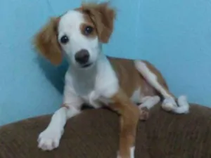 Cachorro raça mestiça idade 2 anos nome cristal