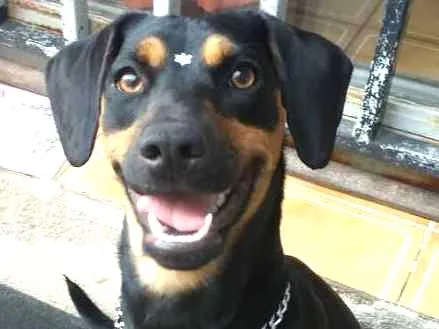 Cachorro ra a Não Definida idade 2 anos nome Nala