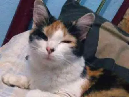 Gato ra a  idade 7 a 11 meses nome Shery