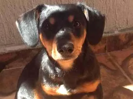 Cachorro ra a Vira lata idade 2 a 6 meses nome Bob