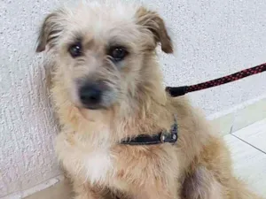 Cachorro raça Srd idade 2 anos nome Nutella 