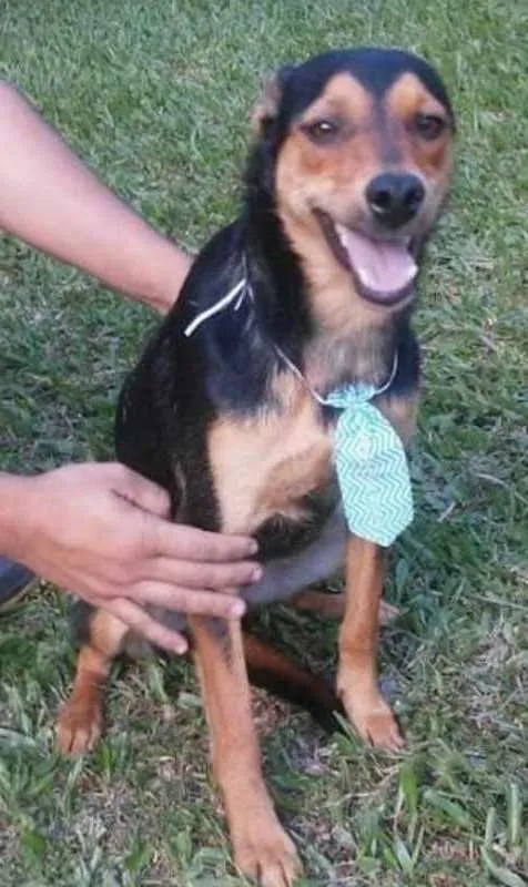 Cachorro ra a Srd idade 1 ano nome Pitchulo