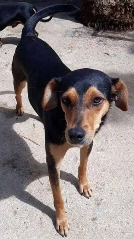 Cachorro ra a Srd idade 1 ano nome Pitchulo