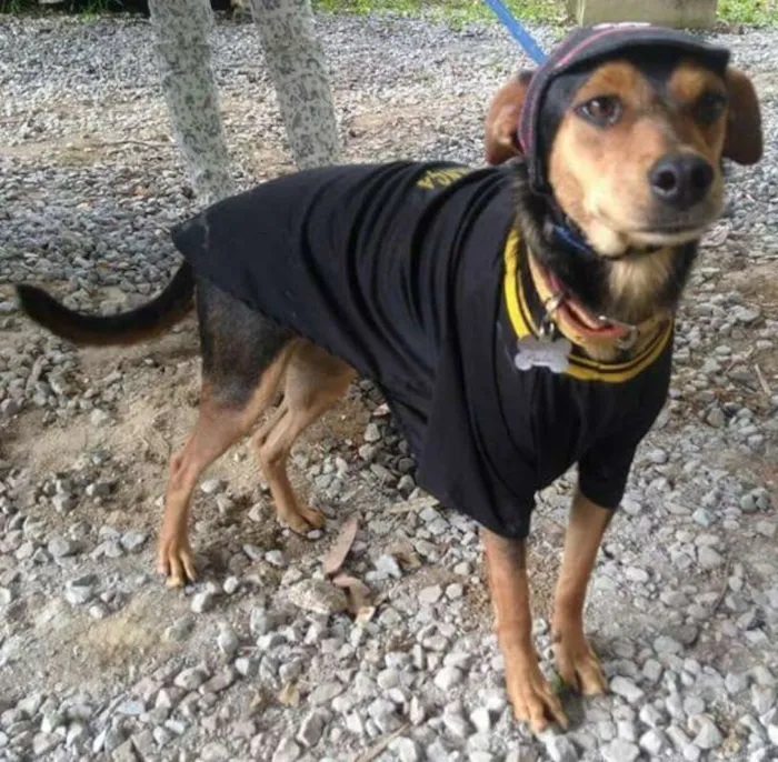 Cachorro ra a Srd idade 1 ano nome Pitchulo