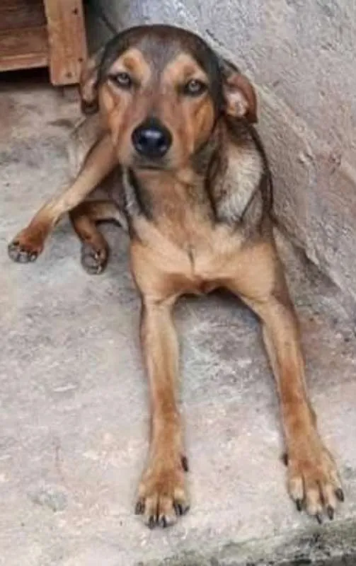 Cachorro ra a Srd idade 1 ano nome Risadinha