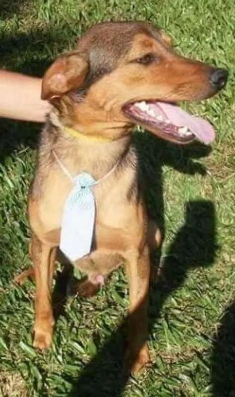 Cachorro ra a Srd idade 1 ano nome Risadinha