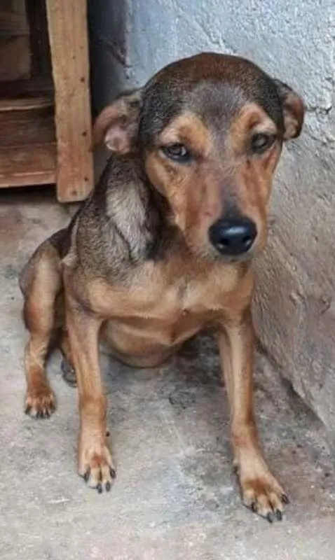 Cachorro ra a Srd idade 1 ano nome Risadinha