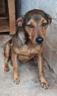 Risadinha