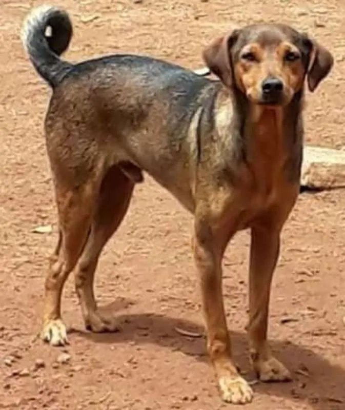 Cachorro ra a Srd idade 1 ano nome Risadinha