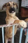 Maneco