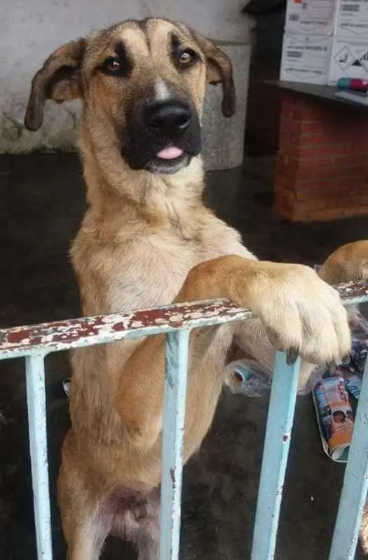 Cachorro ra a Srd idade 1 ano nome Maneco