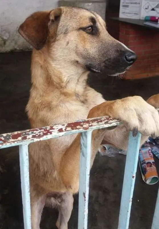 Cachorro ra a Srd idade 1 ano nome Maneco