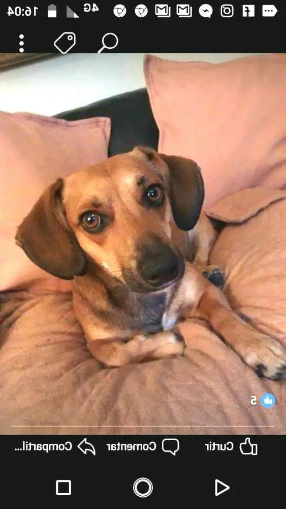 Cachorro ra a Daschund ( mestiço) idade 3 anos nome Billy 