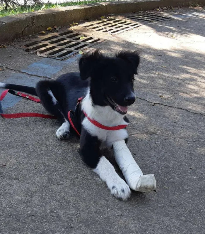 Cachorro ra a Mistura Border Collie idade 2 a 6 meses nome Vitória 
