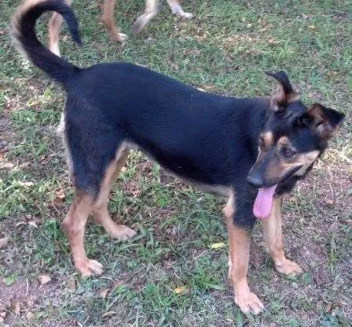 Cachorro ra a Srd idade 4 anos nome Sissy