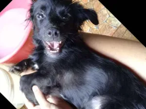 Cachorro raça Poodle com vira lata  idade 1 ano nome Steven