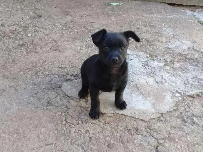 Cachorro ra a Poodle com pinscher  idade 2 a 6 meses nome Chico 