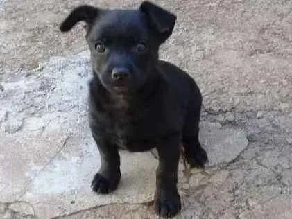 Cachorro ra a Poodle com pinscher  idade 2 a 6 meses nome Chico 