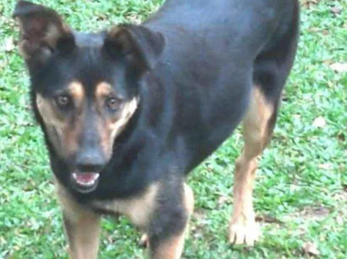Cachorro ra a Srd idade 4 anos nome Sissy