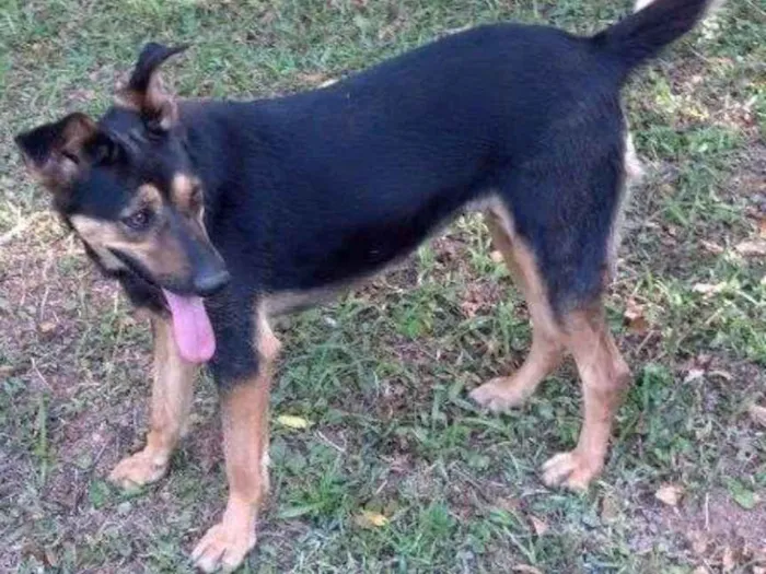 Cachorro ra a Srd idade 4 anos nome Sissy