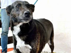 Cachorro raça Srd idade 4 anos nome Cotó