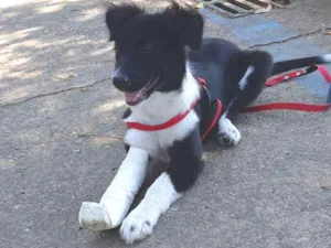 Cachorro raça Mistura Border Collie idade 2 a 6 meses nome Vitória 