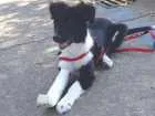 Cachorro raça Mistura Border Collie idade 2 a 6 meses nome Vitória 