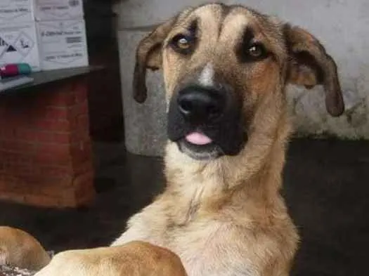 Cachorro ra a Srd idade 1 ano nome Maneco