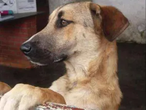 Cachorro raça Srd idade 1 ano nome Maneco