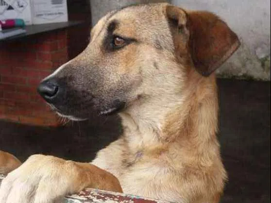 Cachorro ra a Srd idade 1 ano nome Maneco