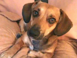Cachorro raça Daschund ( mestiço) idade 3 anos nome Billy 