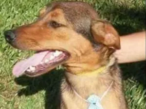 Cachorro raça Srd idade 1 ano nome Risadinha