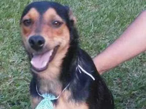 Cachorro ra a Srd idade 1 ano nome Pitchulo