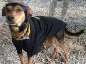 Cachorro raça Srd idade 1 ano nome Pitchulo