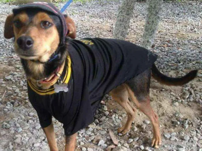 Cachorro ra a Srd idade 1 ano nome Pitchulo