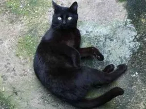 Gato raça Vira-lata idade  nome Não tem nome 