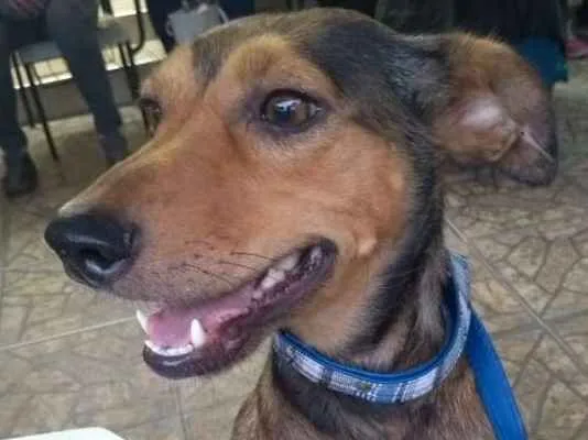 Cachorro ra a srd idade 2 anos nome Bhia