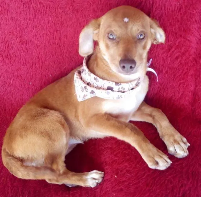 Cachorro ra a srd idade 2 a 6 meses nome Greta