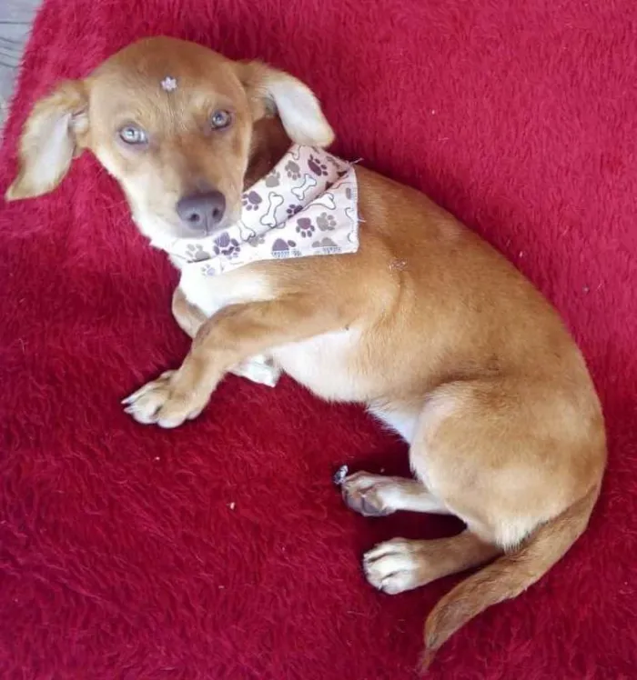 Cachorro ra a srd idade 2 a 6 meses nome Greta