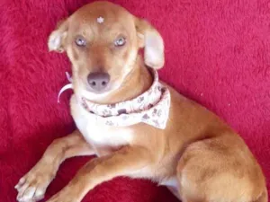 Cachorro raça srd idade 2 a 6 meses nome Greta