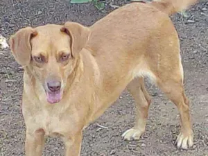 Cachorro raça Srd idade 4 anos nome Anitta
